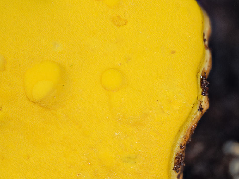 Flaviporus brownii Flaviporus brownii